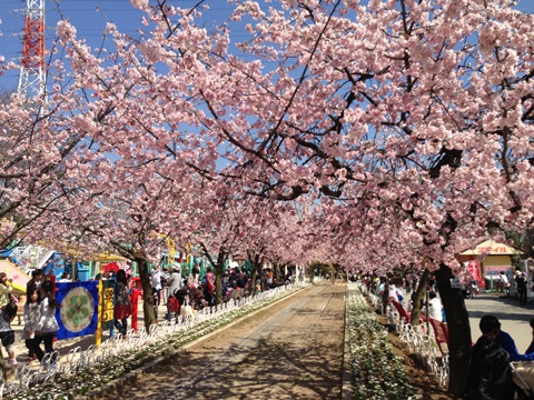 桜のトンネルの画像