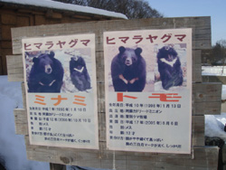 円山動物園のヒマラヤ熊の画像