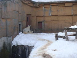 円山動物園のホッキョクグマの写真